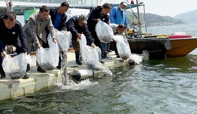 뱀장어 치어 북한강 방류