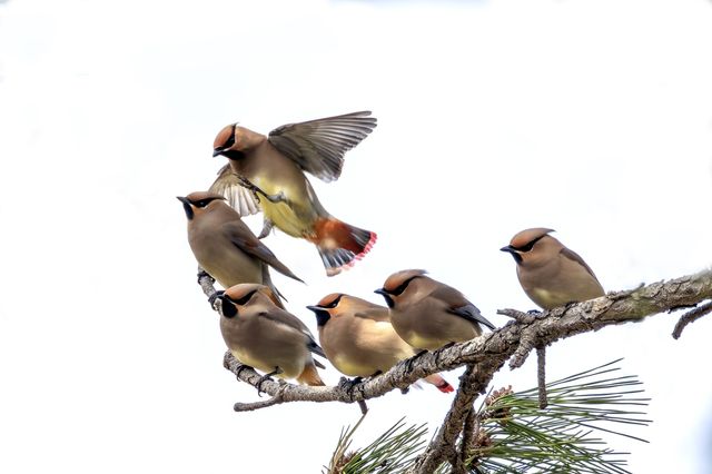 울산 울주군에서 관찰된 홍여새