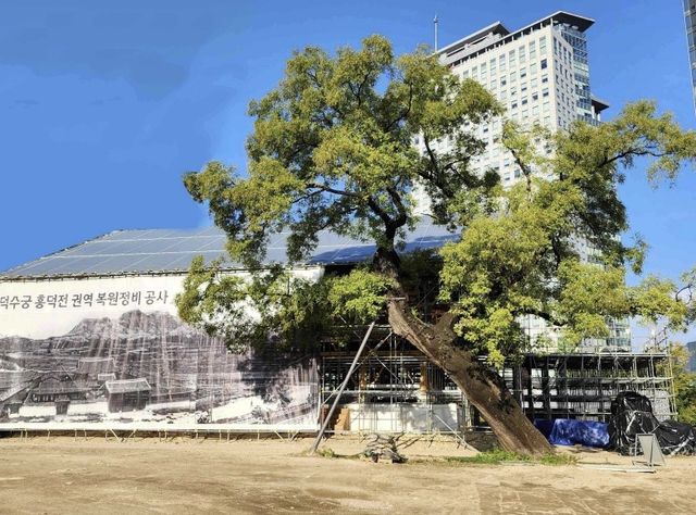 덕수궁 흥덕전 권역 복원 현장