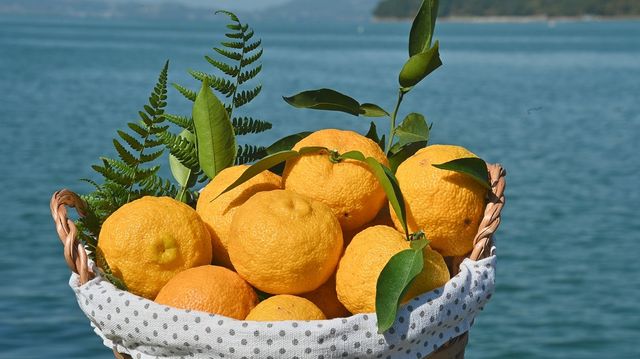 남해 유자 영상 캡처