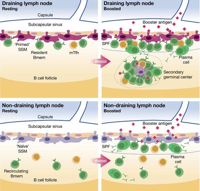백신 접종 시 주사 부위에서 가까운 림프절과 먼 림프절의 반응 차이