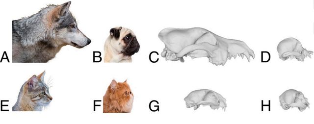 늑대와 야생고양이가 단두형 퍼그와 페르시아고양이로 수렴진화한 모습 