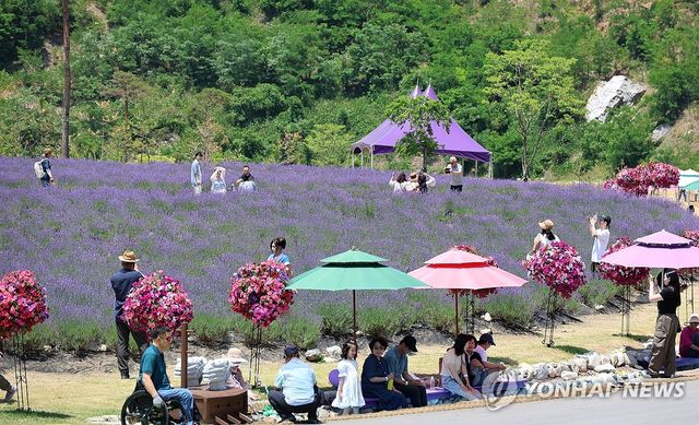 동해 무릉별유천지는 온통 보랏빛 세상
