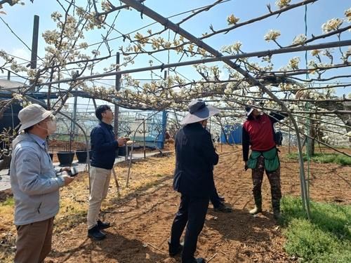 과수 저온 피해 예방 지도 점검