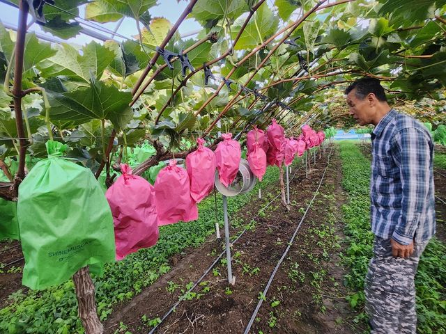 경주시가 개발한 기능성 핑크봉지