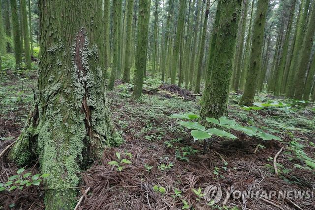 제주 삼나무숲