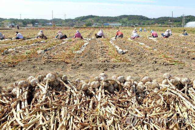 경남 창녕마늘