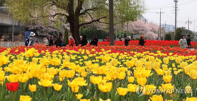 튤립 감상하는 시민들