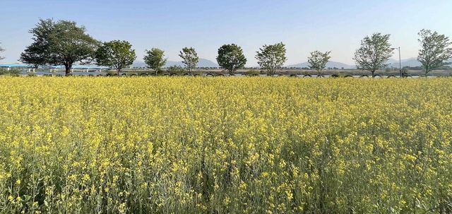 밀양시 하남체육공원 유채 꽃단지