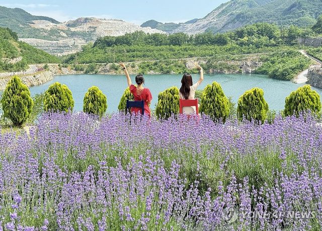 동해 무릉별유천지에 활짝 핀 라벤더