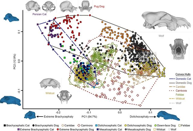 고양이와 개, 늑대, 야생고양이, 육식목 동물들의 두개골 3D 형태 분포
