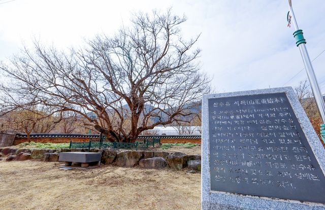 계척마을 산수유 시목[사진/임헌정 기자]