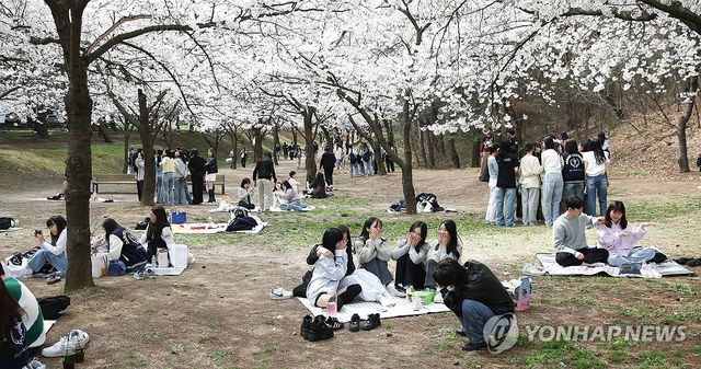 대구가톨릭대 체리로드에 활짝 핀 벚꽃