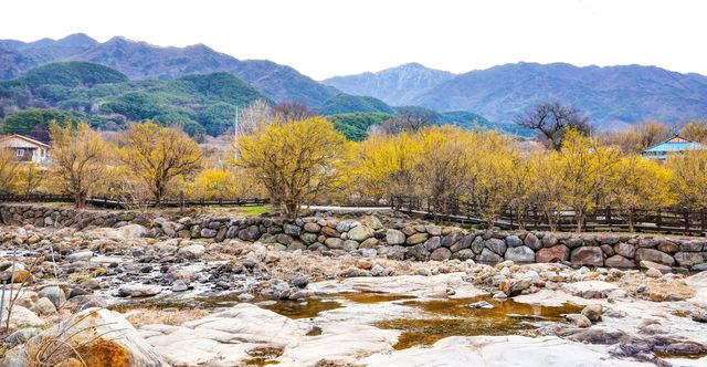 서시천변 산수유 군락[사진/임헌정 기자]