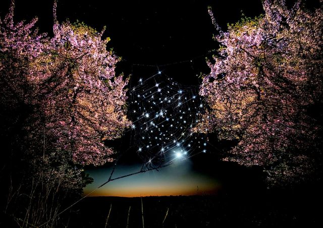 벚꽃과 빛예술 작품 조감도