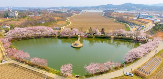 벚꽃 만개한 골정지