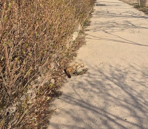 지난달 16일 전남 화순군에서 발견된 삵. [환경부 제공. 재판매 및 DB 금지]