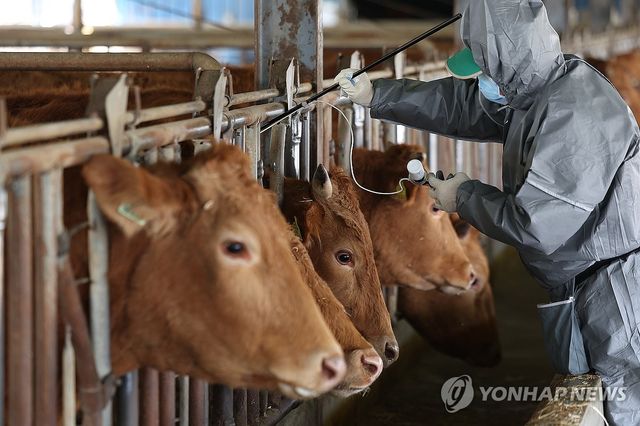구제역 백신 긴급 접종
