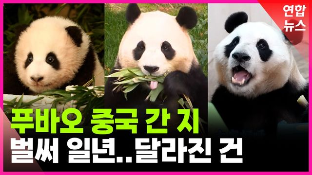 [영상] 중국 반환 1년 된 푸바오…달라진 점은? - 2