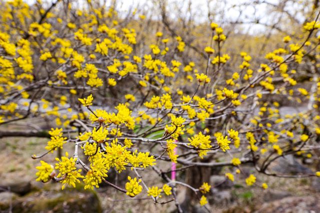 봄의 전령이자, 열매가 한약재로 쓰이는 산수유[사진/임헌정 기자]