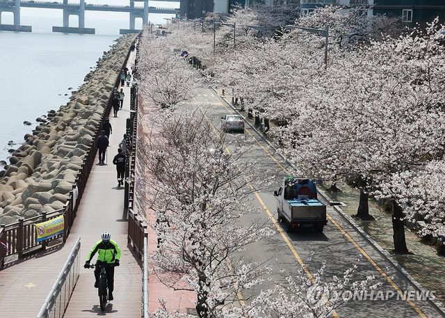 부산 민락수변로 벚꽃