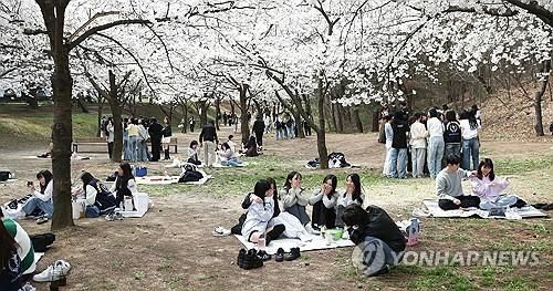 대구가톨릭대 체리로드에 활짝 핀 벚꽃