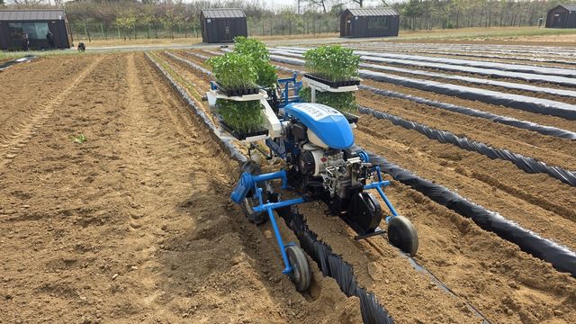 고추·배추 겸용 정식기