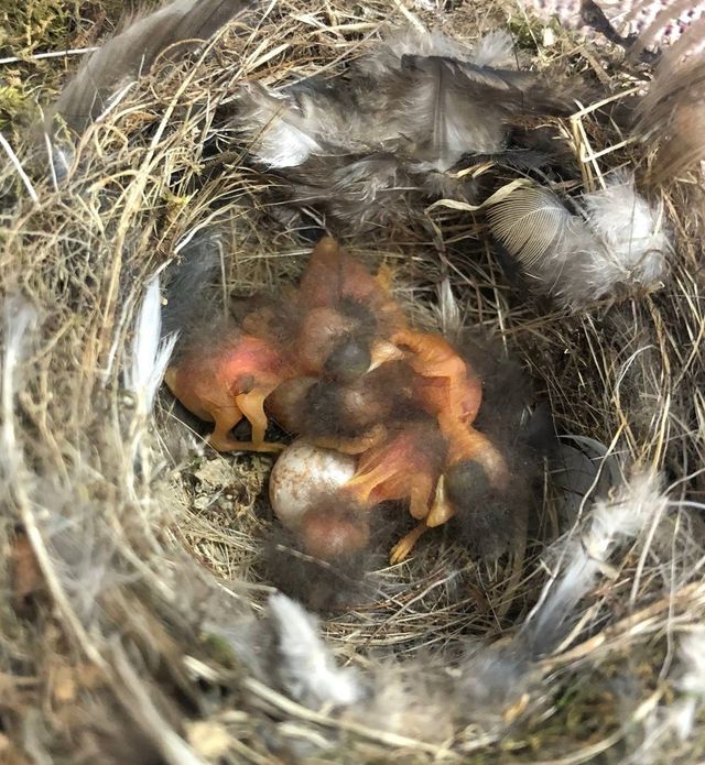 둥지 속 어린 새