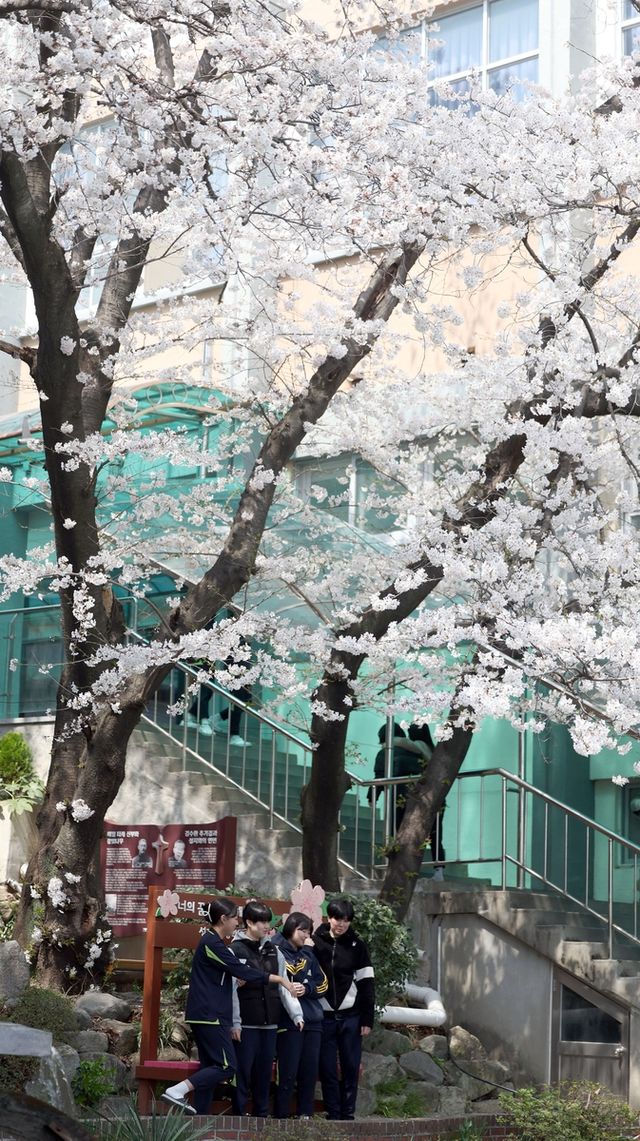 마산 성지여고 왕벚나무
