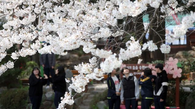 마산 성지여고 제주 왕벚나무
