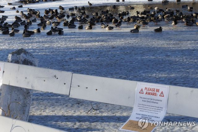 겨울 연못의 새