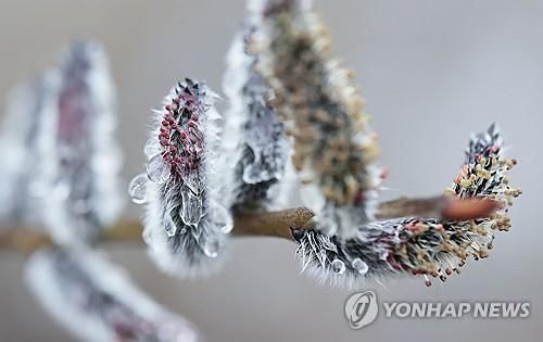 봄비 머금은 버들강아지