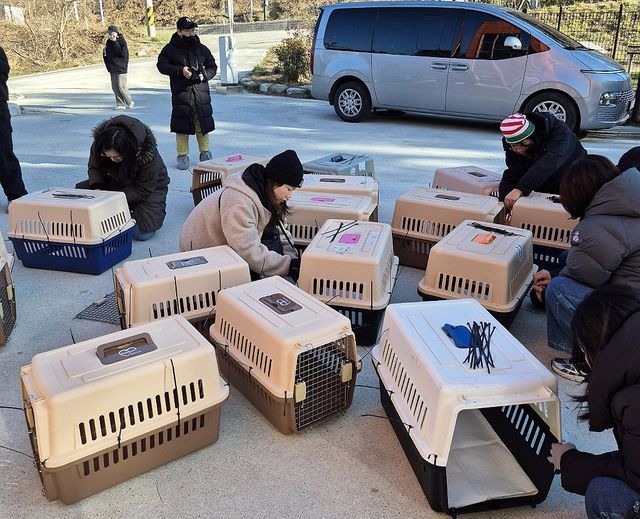 유기견 대규모 입양 행사