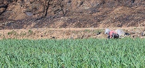 안동 산불 이재민들, 농사로 일상 되찾기 노력