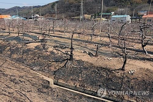 타거나 그을린 사과나무