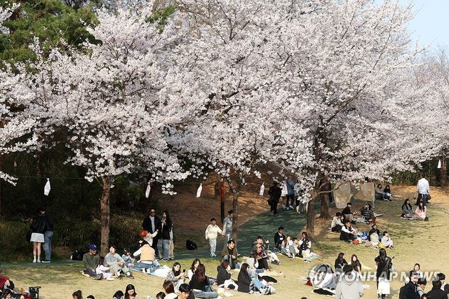 활짝 핀 벚꽃 그늘에서 즐기는 봄