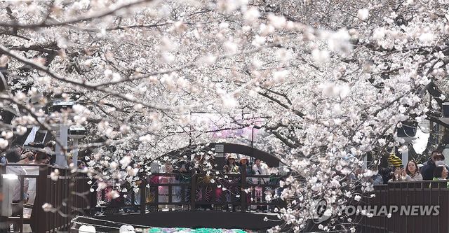 진해군항제 여좌천 벚꽃