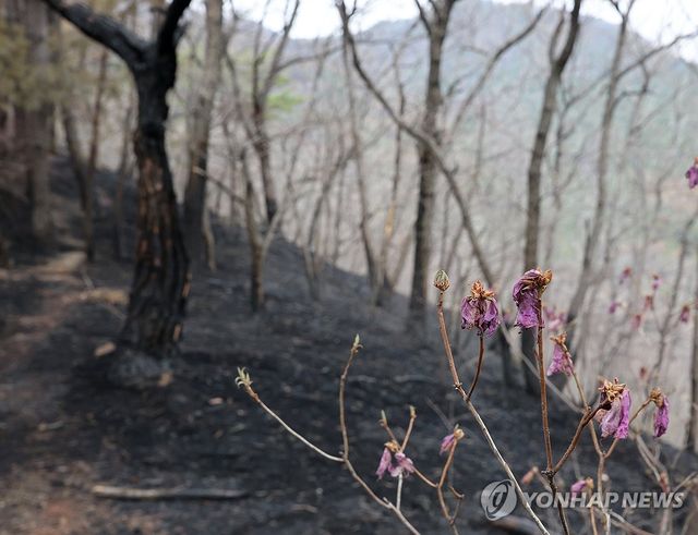 산불이 지나간 곳