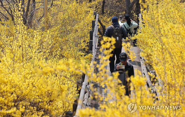 개나리 핀 등산로