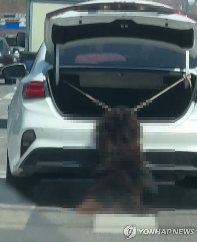 차량 트렁크에 매달린 대형견