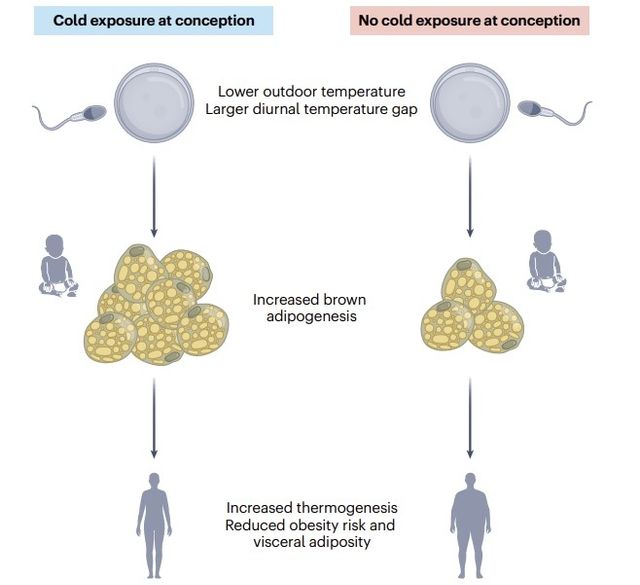 "추운 계절에 잉태되면 갈색 지방 활발…BMI 낮고 내장비만 감소"