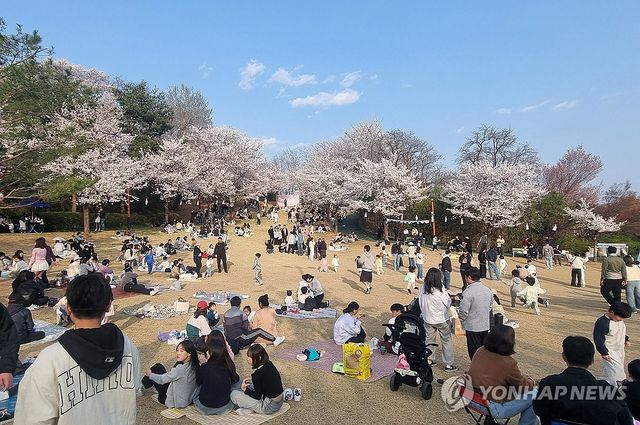활짝 핀 벚꽃 그늘에서 즐기는 봄