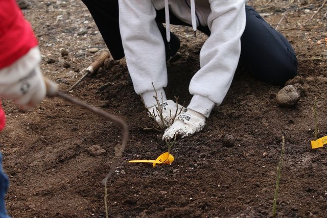 한국관광공사, 비양도 황근 군락지 복원활동