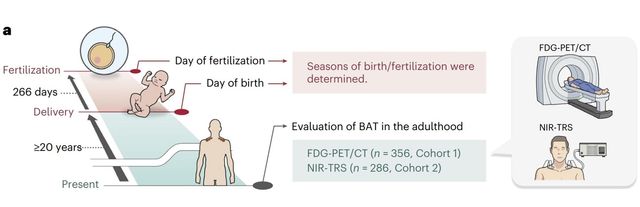 잉태 시기에 따른 성장 후 갈색 지방 조직(BAT) 차이 및 비만 등 비교 과정 