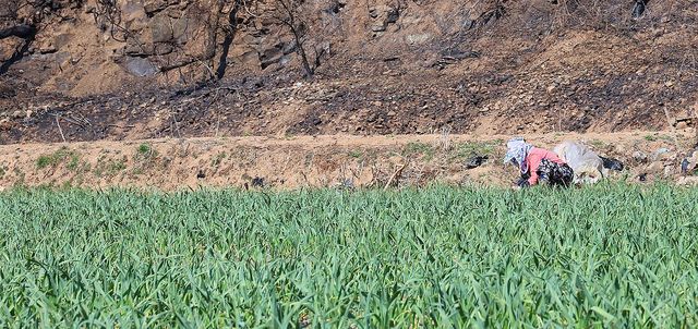 안동 산불 이재민들, 농사로 일상 되찾기 위해 노력