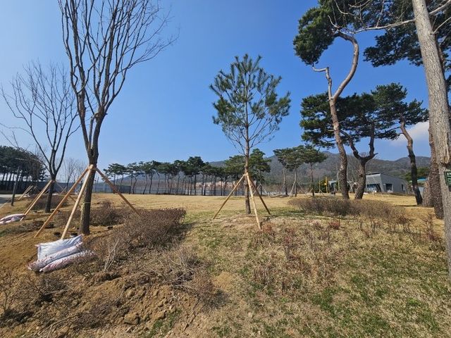 홍예공원에 식재된 정이품송 자목