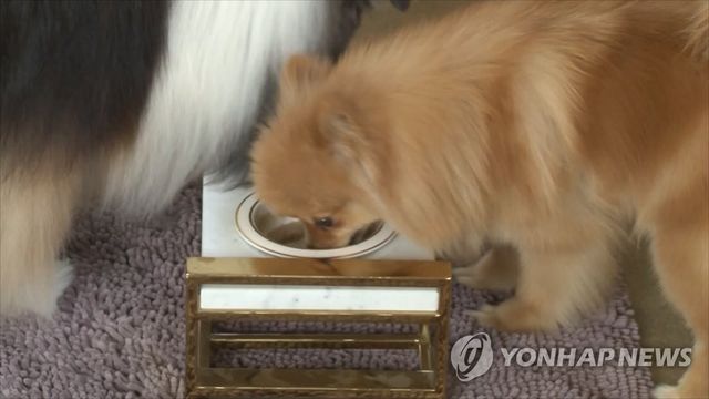 강아지