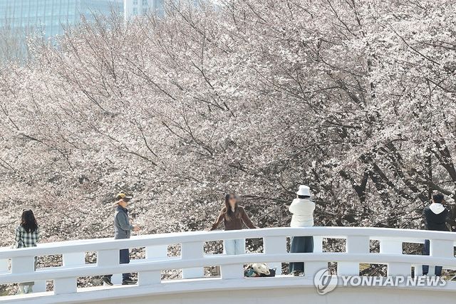 그림같은 벚꽃 배경