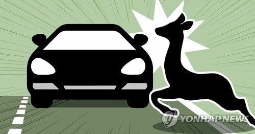 동물 찻길 사고