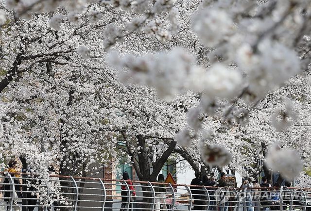벚꽃 만개한 무거천